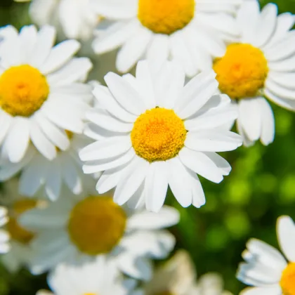 Margaréta balkónová biela - Chrysanthemum paludosum - semiačka - 500 ks