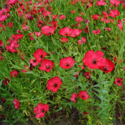 Ľan červený veľkokvetý - Linum grandiflorum - predaj semien - 140 ks