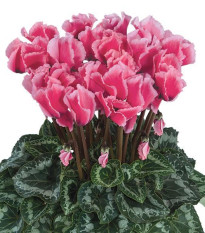 Cyklamén perzský Halios Curly Rose F1 - Cyclamen persicum - predaj semien - 6 ks