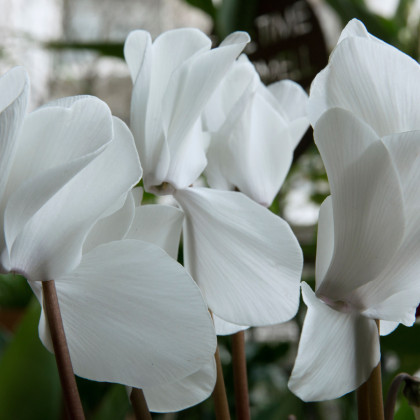 Cyklámen perzský Halios Pure White F1 - Cyclamen persicum - predaj semien - 6 ks