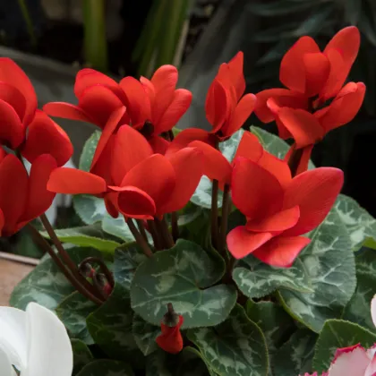 Cyklámen perzský Halios Bright Scarlet F1 - Cyclamen persicum - predaj semien - 6 ks