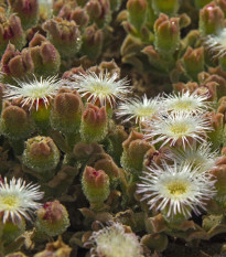 Poludňovka trblietavá - Mesembryanthemum crystallinum - predaj semien - 300 ks