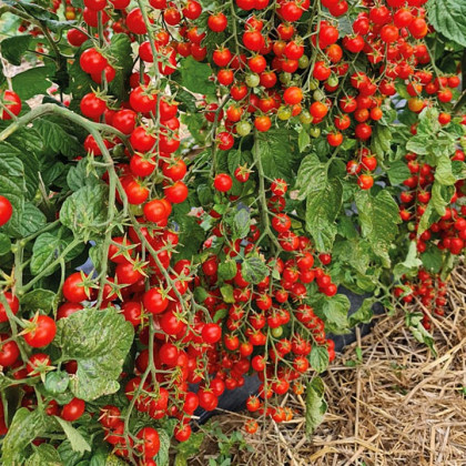 Paradajka Perlino červené F1 - Solanum lycopersicum - predaj semien - 6 ks