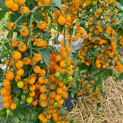 Paradajka Perlino žltá F1 - Solanum lycopersicum - predaj semien - 6 ks
