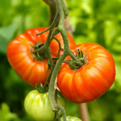 Paradajka Gigantomo F1 - Solanum lycopersicum - predaj semien - 5 ks