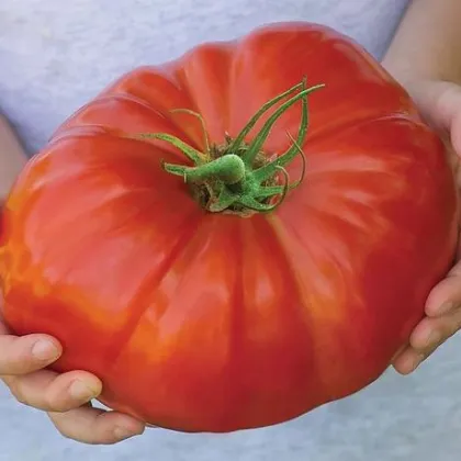 Paradajka Gigantomo F1 - Solanum lycopersicum - predaj semien - 5 ks