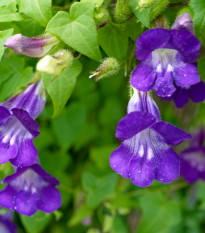 Asarina pnúca Mystic Purple - Asarina scandens - predaj semien - 20 ks