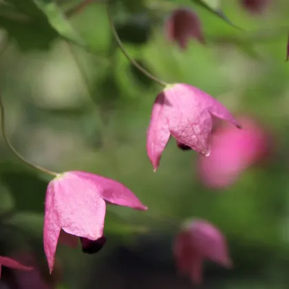 Rodochiton Purple Bells - Rhodochiton atrosanguineum - predaj semien - 6 ks