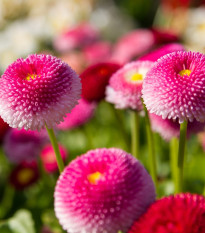 Sedmokráska obyčajná ružová - Bellis perennis - predaj semien - 0,1 g