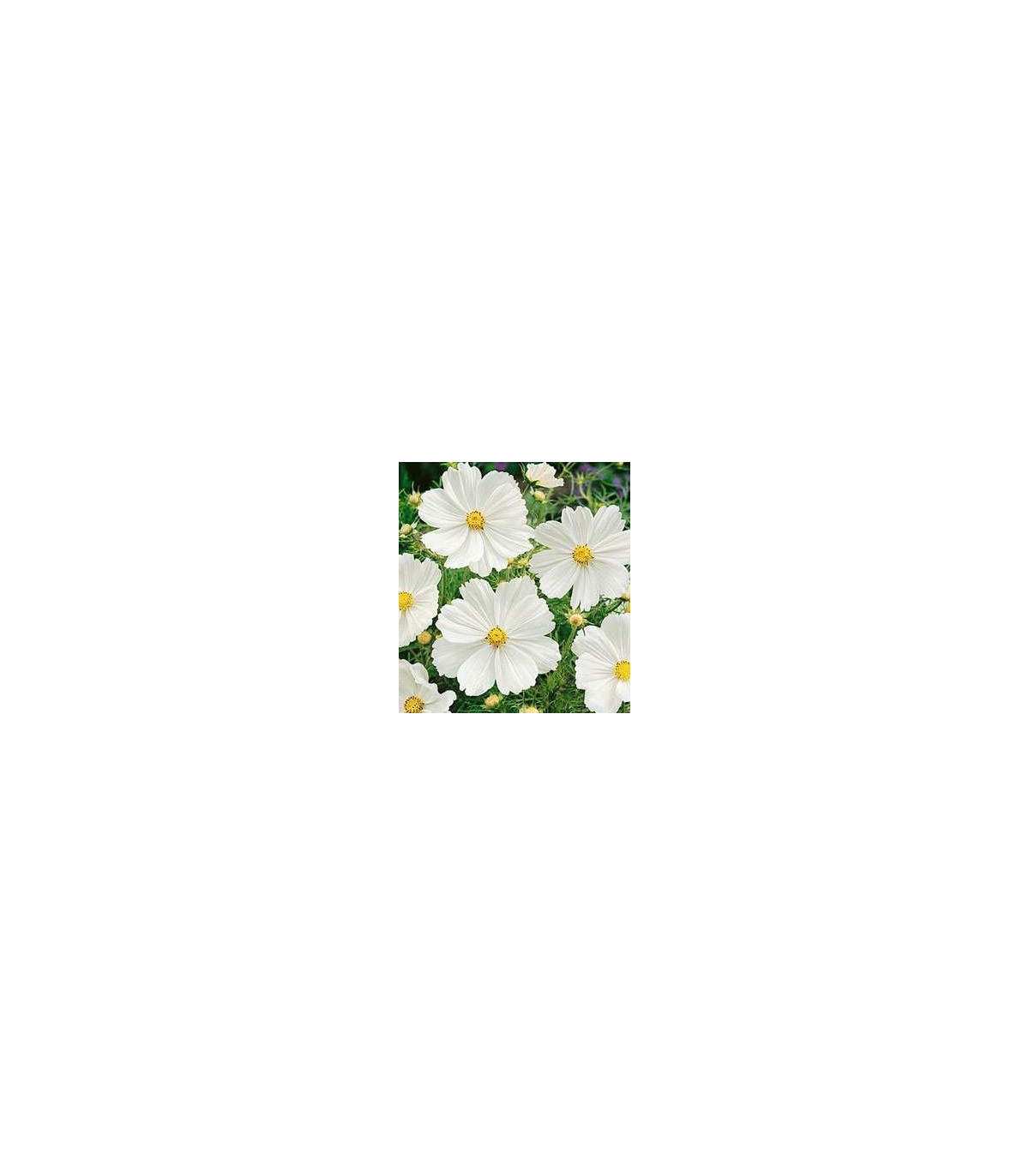 Krasuľka perovitá Biela senzácia - Cosmos bipinnatus - semiačka - 40 ks