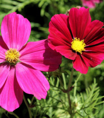 Krasuľka perovitá Sonata - Cosmos bipinnatus - predaj semien - 20 ks