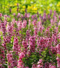 Angelónia úzkolistá Serenita pink - Angelonia angustifolia - predaj semien - 6 ks​