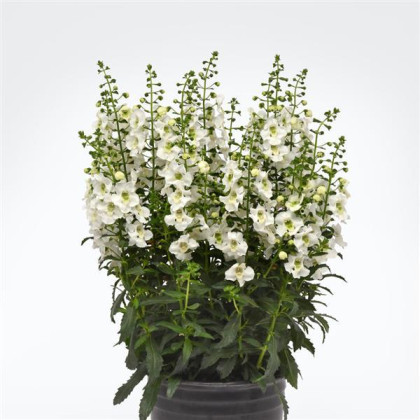 Angelónia úzkolistá Serenita white - Angelonia angustifolia - predaj semien - 6 ks