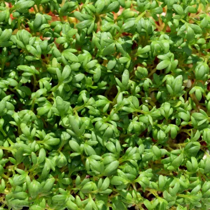 BIO Žerucha Sprint - Lepidium sativum - predaj bio semien - 120 ks