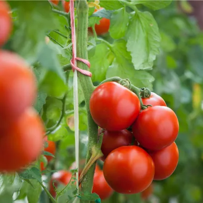 BIO Paradajka Hamlet F1 - Solanum lycopersicum - predaj bio semien - 6 ks