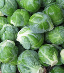 BIO Kel ružičkový Dagan F1 - Brassica oleracea - predaj bio semien - 20 ks