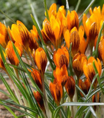 Krókus Orange Monarch - Crocus Chrysanthus - predaj cibuľovín - 3 ks