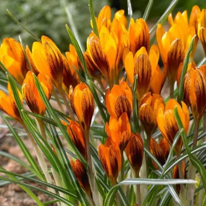 Krókus Orange Monarch - Crocus Chrysanthus - predaj cibuľovín - 3 ks