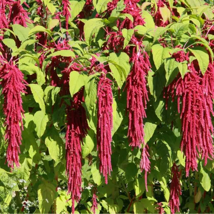 Láskavec chvostový - Amaranthus caudatus - predaj semien - 300 ks