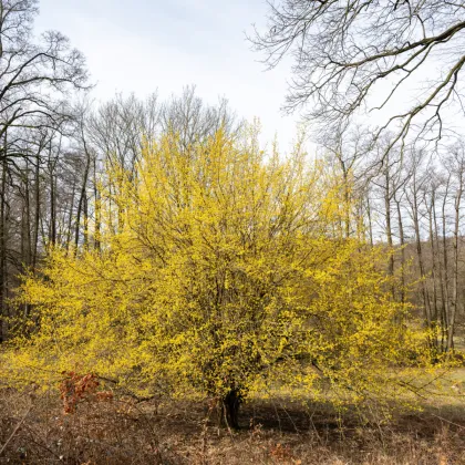 Drieň obyčajný - Cornus mas - predaj semien - 3 ks