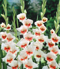 Gladiola Japonica - Gladiolus - predaj cibuľovín - 3 ks