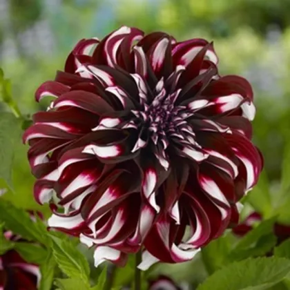 Georgína Tartan - Dahlia - predaj cibuľovín - 1 ks