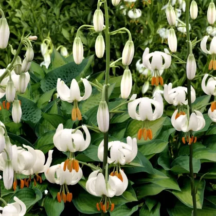 Ľalia Martagon Snowy Morning - Lilium martagon - predaj cibuľovín - 1 ks