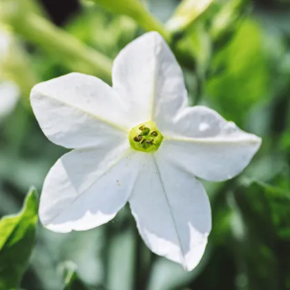 Tabak Saratoga biely F1 - Nicotiana x alata - predaj semien - 30 ks