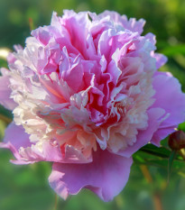 Pivónia Sorbet - Paeonia - predaj cibuľovín - 1 ks