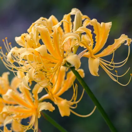 Pavúčia ľalia - Lycoris aurea - predaj cibuľovín - 1 ks