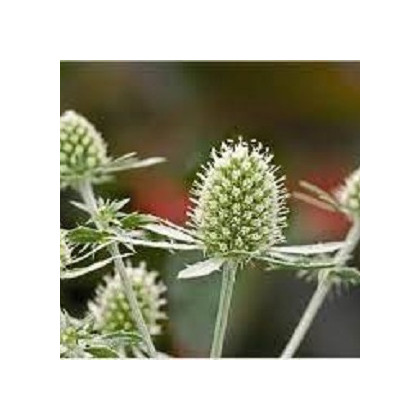 Kotúč biely White glitter - Eryngytum - predaj semien - 10 ks