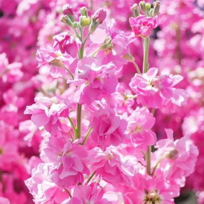 Fiala Iron Rose - Matthiola incana - predaj semien - 40 ks