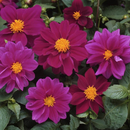 Georgína premenlivá Figaro Violet shades - Dahlia variabilis - predaj semien - 20 ks