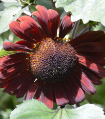 Slnečnica ročná Claret F1 - Helianthus annuus - predaj semien - 10 ks ​