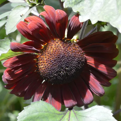 Slnečnica ročná Claret F1 - Helianthus annuus - predaj semien - 10 ks ​