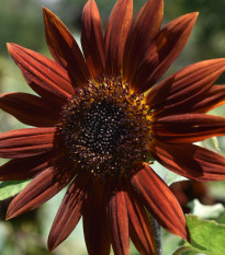 Slnečnica ročná Ruby F1 - Helianthus annuus - predaj semien - 10 ks ​