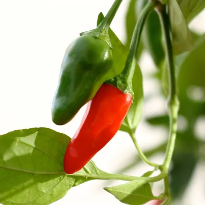 Chilli Thai Hot Birds Eye - Capsicum annuum - predaj semien - 6 ks