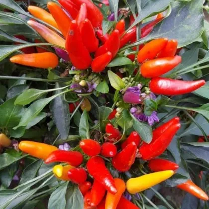 Chilli Rainbow fire - Capsicum frutescens - predaj semien - 6 ks