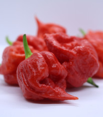 Chilli Apocalypse Red - Capsicum chinense - predaj semien - 5ks