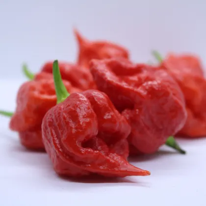 Chilli Apocalypse Red - Capsicum chinense - predaj semien - 5ks