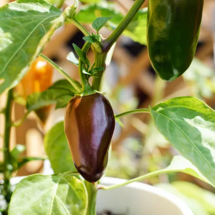 Chilli Jalapeno Brown - Capsicum annuum - predaj semien - 5 ks