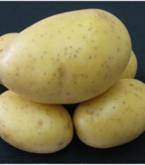 Sadbové zemiaky Princess - Solanum tuberosum - skoré - 5 kg