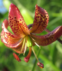 Ľalia Martagon Manitoba - Lilium - predaj cibuľovín - 1 ks