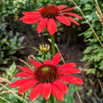 Echinacea Red Magnus - Echinacea Red Magnus - voľnokorenné sadenice echinacey - 1 ks