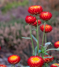 Slamienka Scarlet - Helichrysum bracteatum - predaj semien - 500 ks