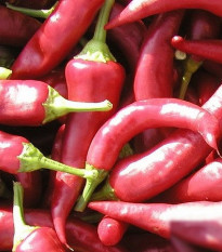 Paprika Žitava - Capsicum annuum - predaj semien - 30 ks