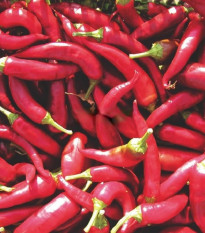 Paprika Kora Zel - Capsicum annuum - predaj semien - 40 ks