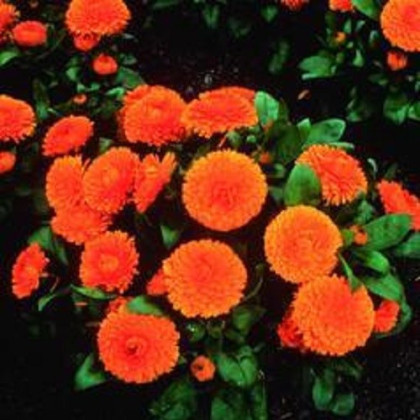 Nechtík lekársky Bon Bon oranžový - Calendula officinalis - predaj semien - 20 ks