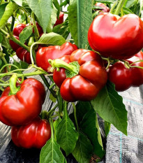 Paprika Topepo rosso - Capsicum annuum - predaj semien - 20 ks