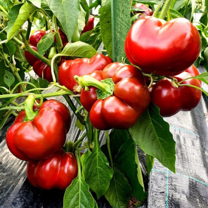 Paprika Topepo rosso - Capsicum annuum - predaj semien - 20 ks